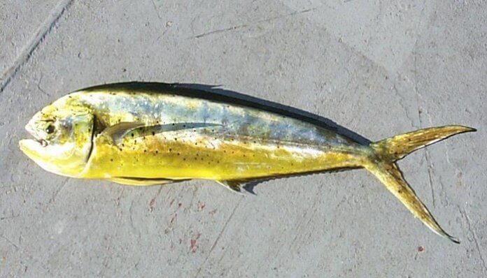 Pez Dorado De Mar 2 Variedades Inigualables De Los Profundos Mares