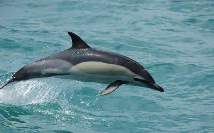 6 Especies De Delfines Que Existen En El Mundo Conocelos