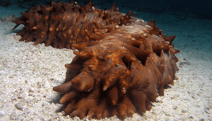 Pepinos de mar