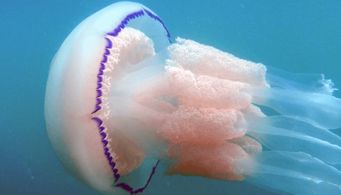 Medusa Rhizostoma octopus