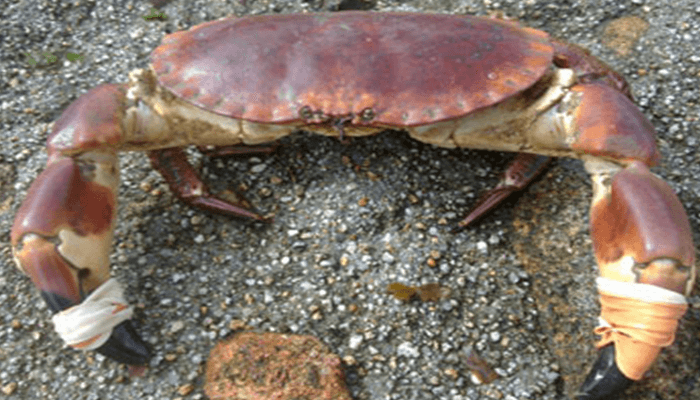 Segmentos de los Crustáceos