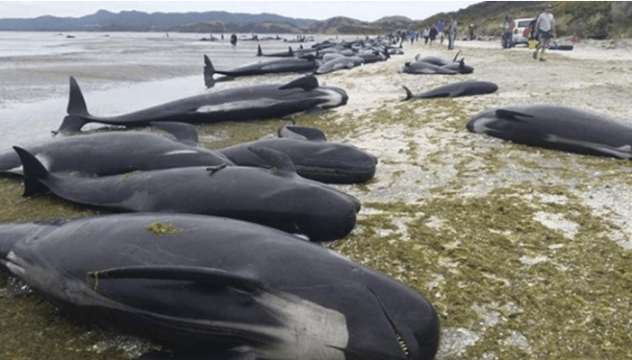 Surgen ballenas fallecidas en las costas de Alaska