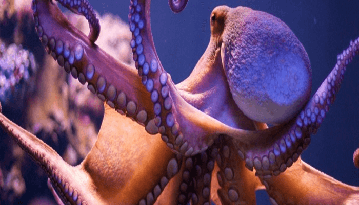 Pulpo pigmeo del Atlántico (Octopus joubini)