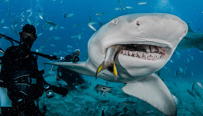 Alimentación del tiburón