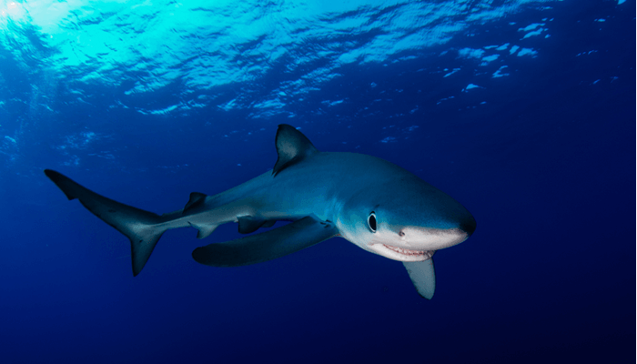 Tiburón-Azul-1