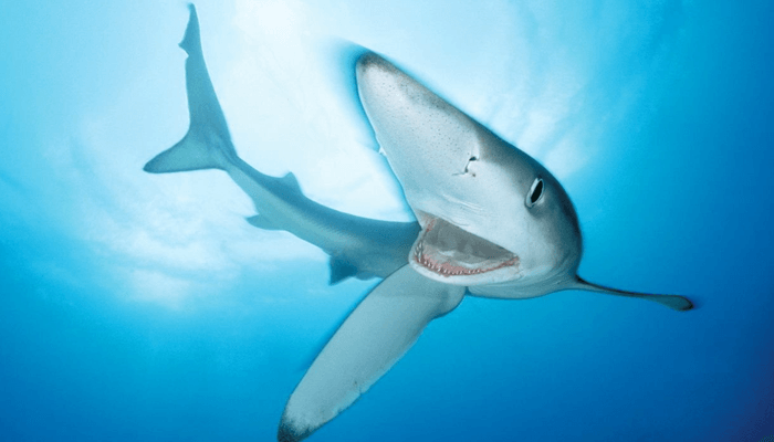 Nutrición del  Tiburón Azul