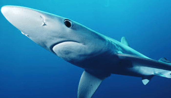 Reproducción del Tiburón Azul