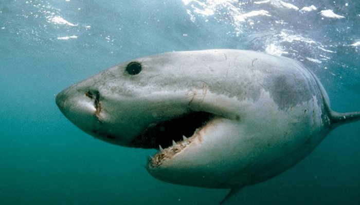 Nutrición del Tiburón Blanco