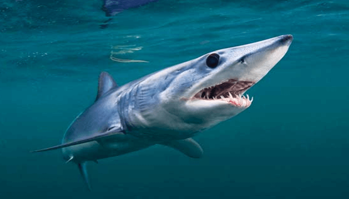 Historia natural del Tiburón Mako