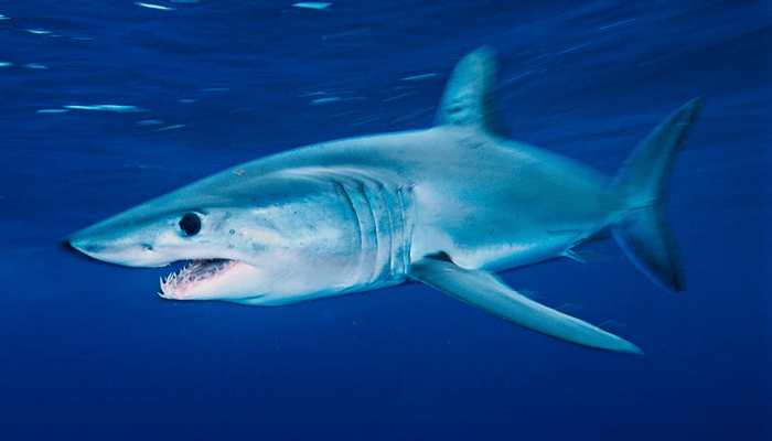 Nutrición del Tiburón Mako