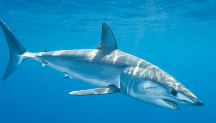 Velocidad del Tiburón Mako