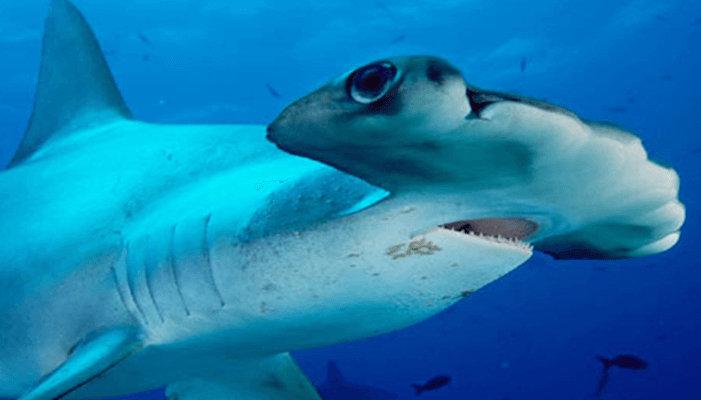 Aletas del tiburón martillo