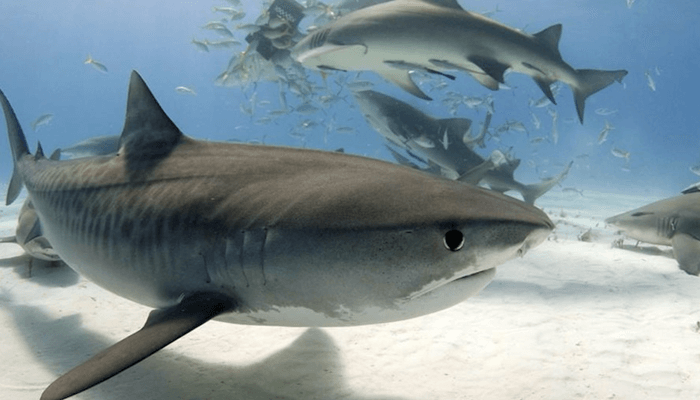Curiosidades del Tiburón Tigre