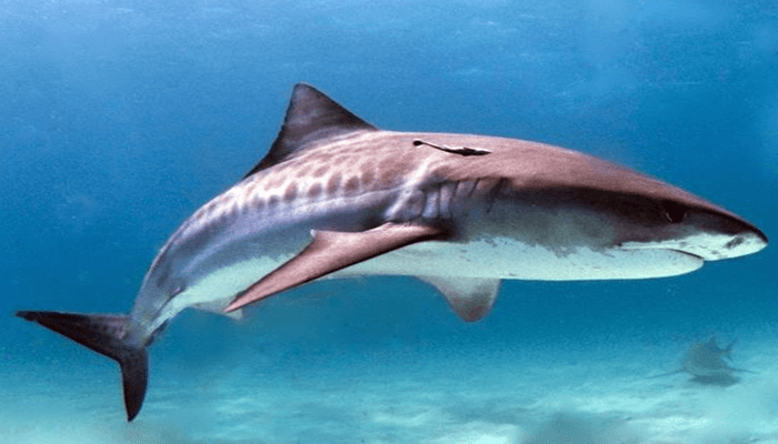 El Tiburón Tigre es un cruel depredador