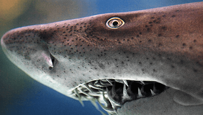 Características del Tiburón Toro