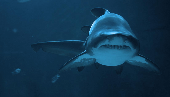 Conducta y ferocidad del Tiburón Toro