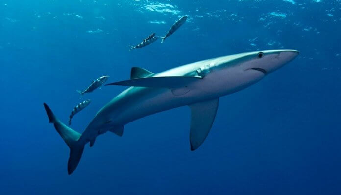 3 Formas De Saber Cómo Nacen Los Tiburones Y Su Temporada Reproductiva