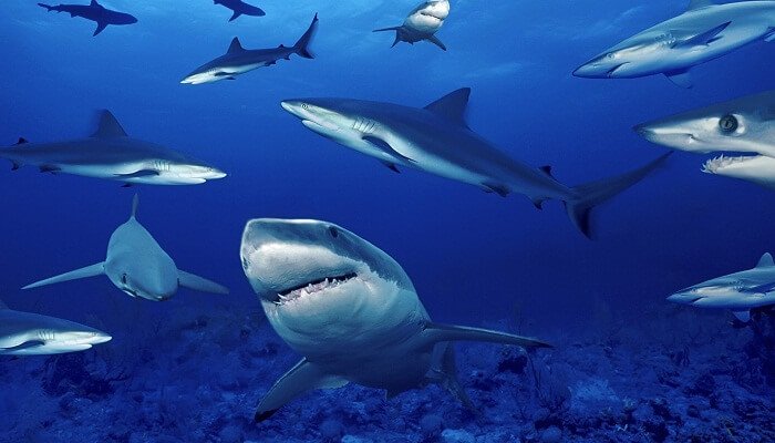 Los tiburones tienen agallas