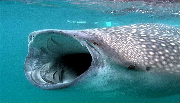 La boca del tiburón ballena