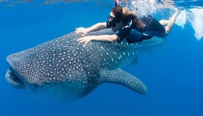 Buzo nadando con tiburón ballena