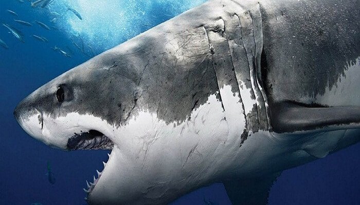 Cómo Respira El Tiburón Blanco