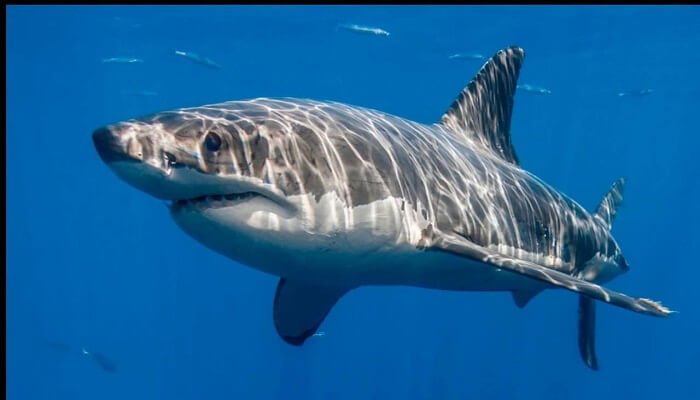 El tiburón respira como todo pez bajo el agua