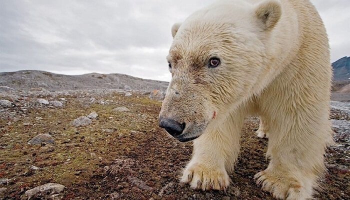 Porque El Oso Polar Esta En Peligro De Extinción