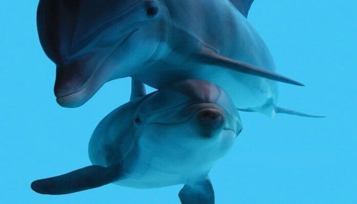 4 Etapas Que Definen El Proceso De Reproducción De Los Delfines 7007