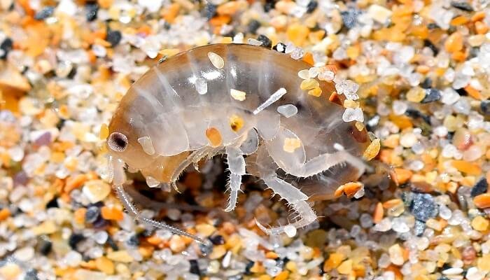 pequeños crustáceos marinos como la pulga de mar