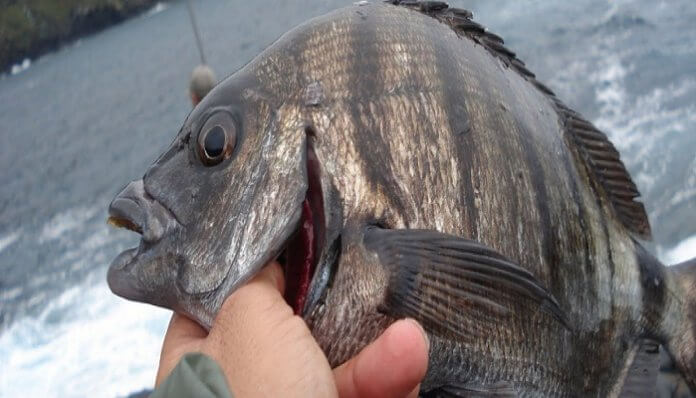 4 Cosas Que Debes Conocer Sobre El Pescado Con Dientes Humanos