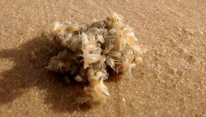 Varias pulgas de mar