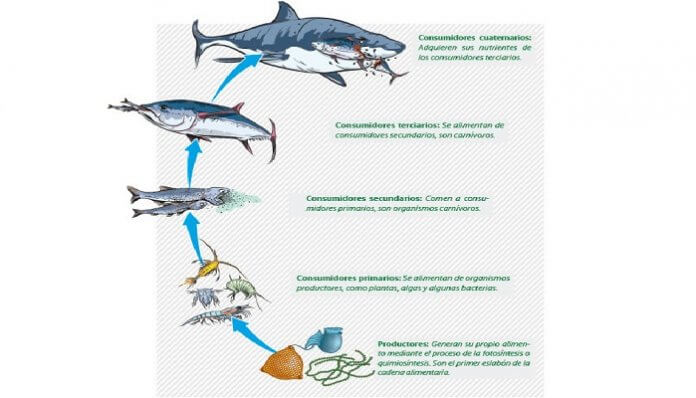 3 Puntos Claves Para Conocer Todo Sobre Los Peces Marinos