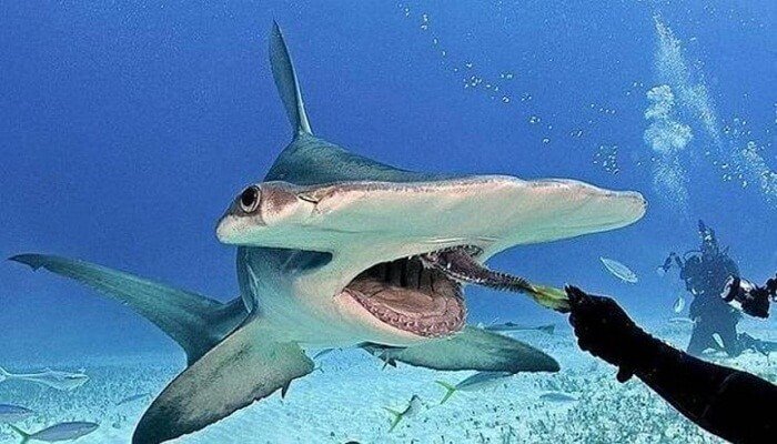 de que se alimenta el tiburon martillo