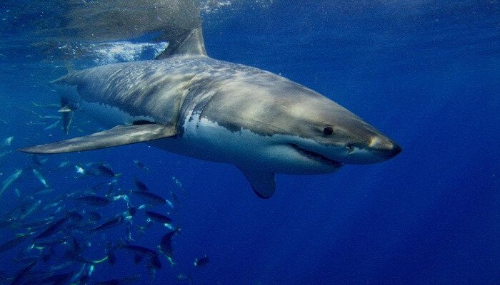 Tiburones En El Mar Caribe