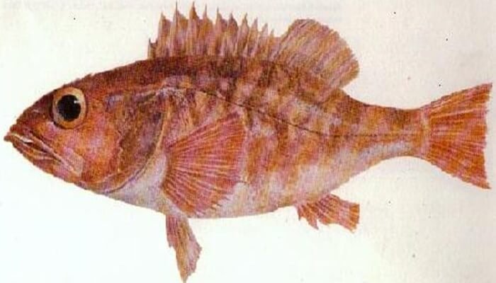 cuerpo del pez chancharro