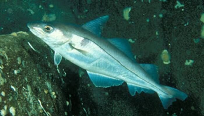 Características generales del pez eglefino