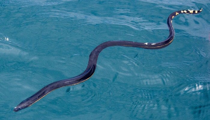 Serpiente acuática