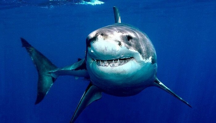 cuánto vive un tiburón