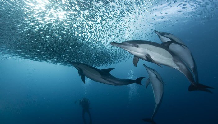 La alimentación de los delfines