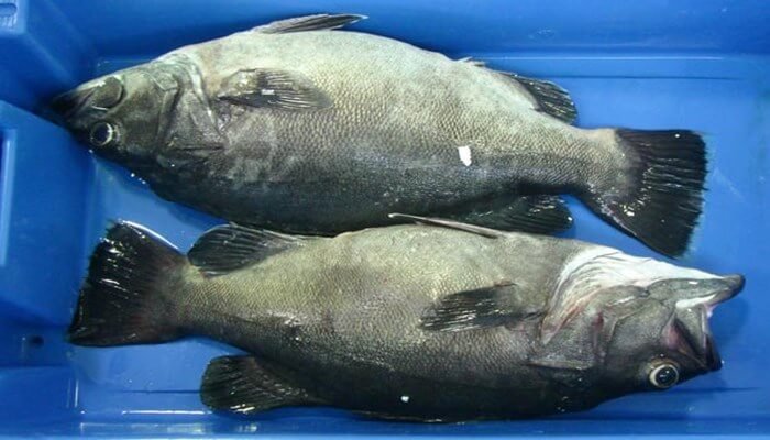 Amenazas y subsistencia del pez Chernia