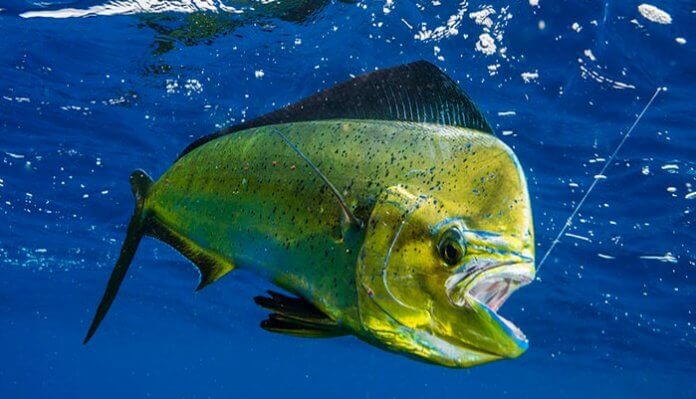 Pez dorado de mar : 2 variedades inigualables de los profundos mares