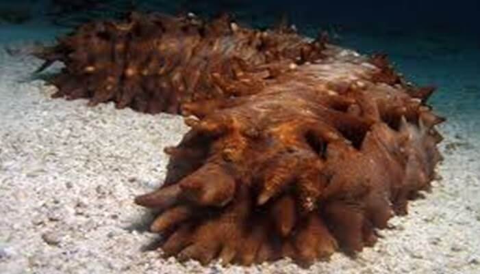 Características que revelan qué es el pepino de mar