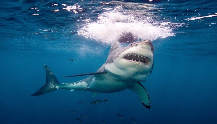 tiburón blanco españa