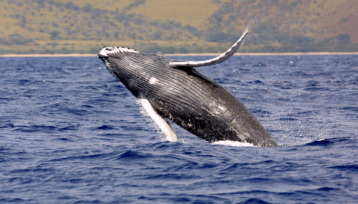 ballenas samaná