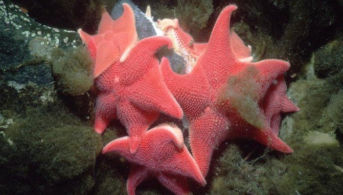 Como es la reproducción de la estrella de mar :Es atrayente