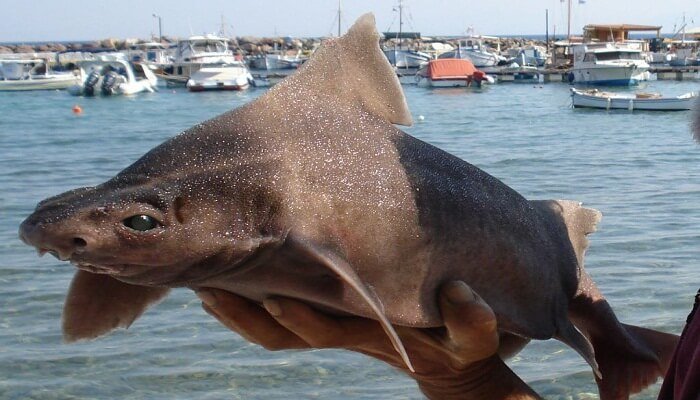 Cerdo marino: El pequeño tiburón de las profundidades marinas