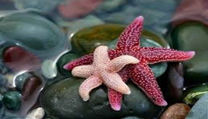 reproducción de la estrella de mar