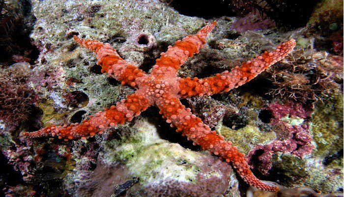 Reproducción asexual de la estrella de mar