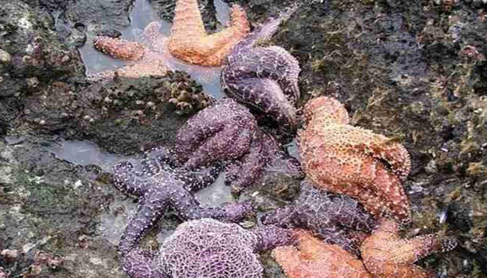 formas de reproducción de la estrella de mar