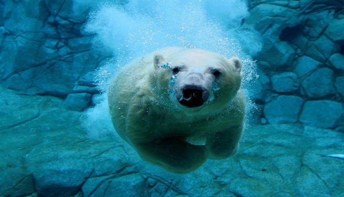 descripcion del oso polar
